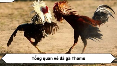 Đá gà thomo tại nhà cái 123b-game | Trải nghiệm độc đáo và hấp dẫn